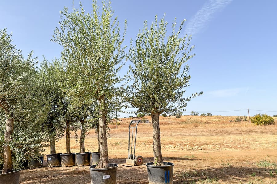 2 Olivenbäume Olea Europaea 